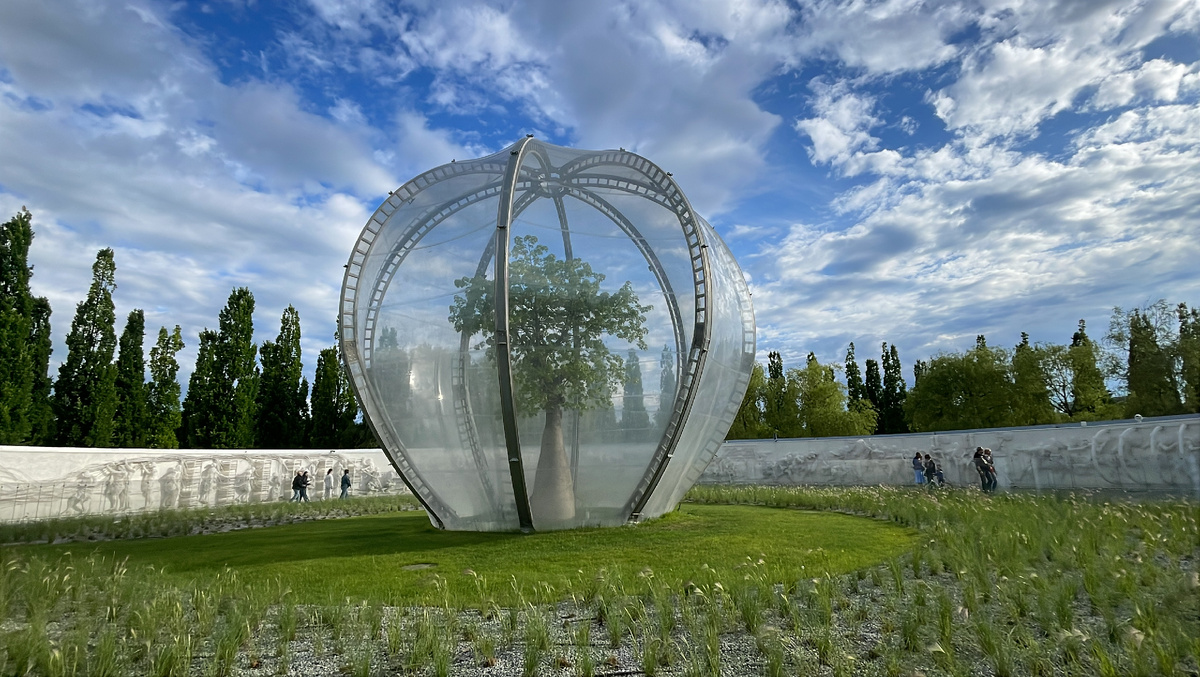 Сейба Великолепная в парке Галицкого