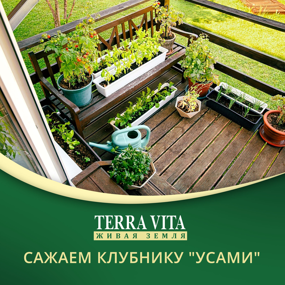 Начало осени, но садоводам расслабляться рано. Именно сейчас лучше всего обновлять клубничные грядки. А лучший способ — посадить молодые розетки, которые клубника дает «усами». Давайте разберёмся, как всё сделать правильно, чтобы на следующий год собрать сладкий и щедрый урожай.

Шаг 1. Выбираем розетки
Смотрим внимательно: нам нужны самые крепкие и здоровые «детки» от маточных кустов. Обычно хорошо приживаются первые розетки на усах — они ближе к материнскому растению и сильнее остальных.
Совет: оставляйте только 1–2 розетки с каждого куста, чтобы они успели набраться сил.

Шаг 2. Готовим новую грядку
Молодой клубнике важно, чтобы земля была:
рыхлой (корни должны легко дышать и развиваться),
плодородной (розетки быстро тронутся в рост, если получат питание),
чистой от сорняков.

Именно поэтому садоводы часто выбирают готовый грунт. Например, Terra Vita “Для рассады” — он как раз и рыхлый, и богатый питательными веществами, а значит, идеально подходит для молодой клубники.

Шаг 3. Посадка розеток
Делаем лунки глубиной около 10 см.
В каждую добавляем немного готового грунта Terra Vita.
Сажаем розетку так, чтобы сердечко (точка роста в центре) оставалось на поверхности.
Поливаем — не жалеем воды на первое время.
Важно: если заглубить сердечко, розетка может не прижиться!

Шаг 4. Уход после посадки
Поливаем регулярно, особенно в сухие дни.
Почву слегка мульчируем, чтобы влага не уходила слишком быстро.
В первые недели наблюдаем: если розетка прижилась, листики будут яркие и упругие.

Итог
Посадка в начале сентября «усами» — это залог того, что весной ваши грядки будут радовать свежей зеленью и крепкими кустами. Главное — дать молодым растениям качественную основу. А рыхлый и плодородный грунт Terra Vita “Для рассады”  сделает за вас половину работы: розетки быстро укоренятся и будут чувствовать себя как дома.

