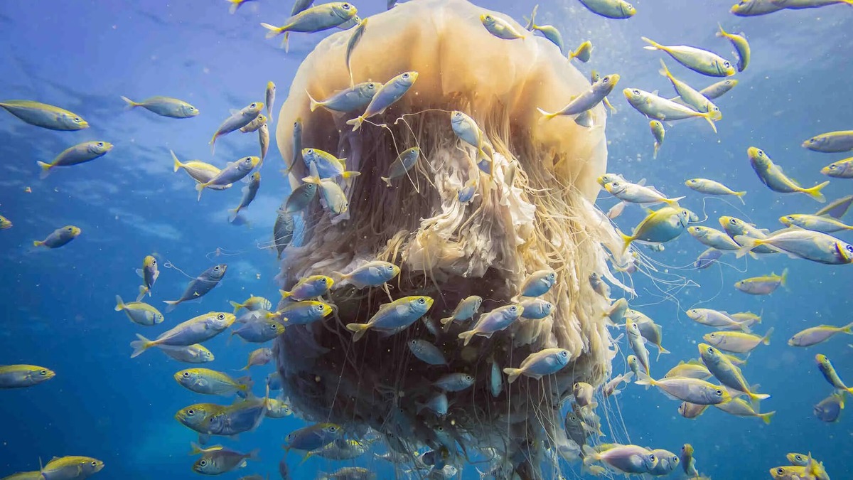 Ссылка: https://avatars.mds.yandex.net/i?id=a9080346c713d90cfe87e7873ae7a52b_l-5192549-images-thumbs&n=13