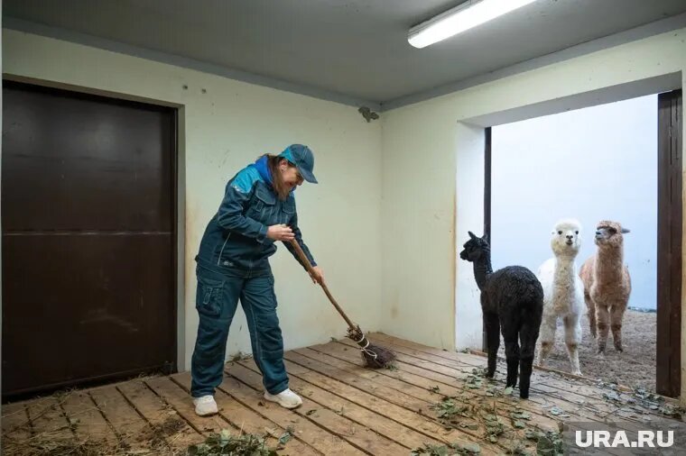 Работа в новом пермском зоопарке оказалась очень интересной и разнообразной
Фото: Руслан Яроцкий © URA.RU