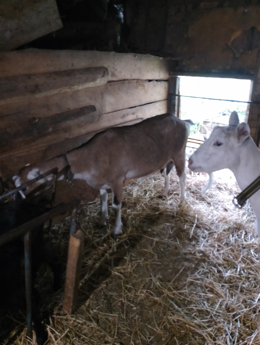 Коза Афродита или просто Фрося ( коричневая).