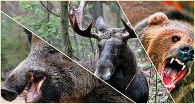 русская тройка - лось, медведь, кабан