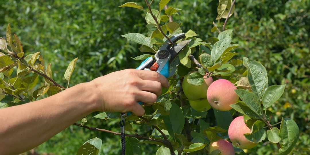 Обрезка яблони осенью: когда и как правильно обрезать дерево
