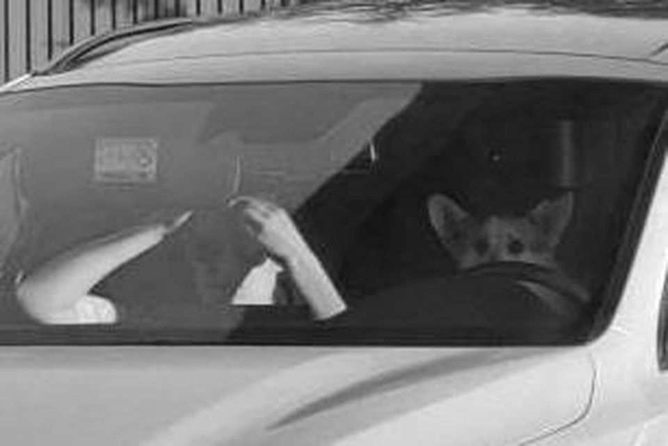    В интернете появилась фотография, на которой за рулём автомобиля якобы находится собака породы корги