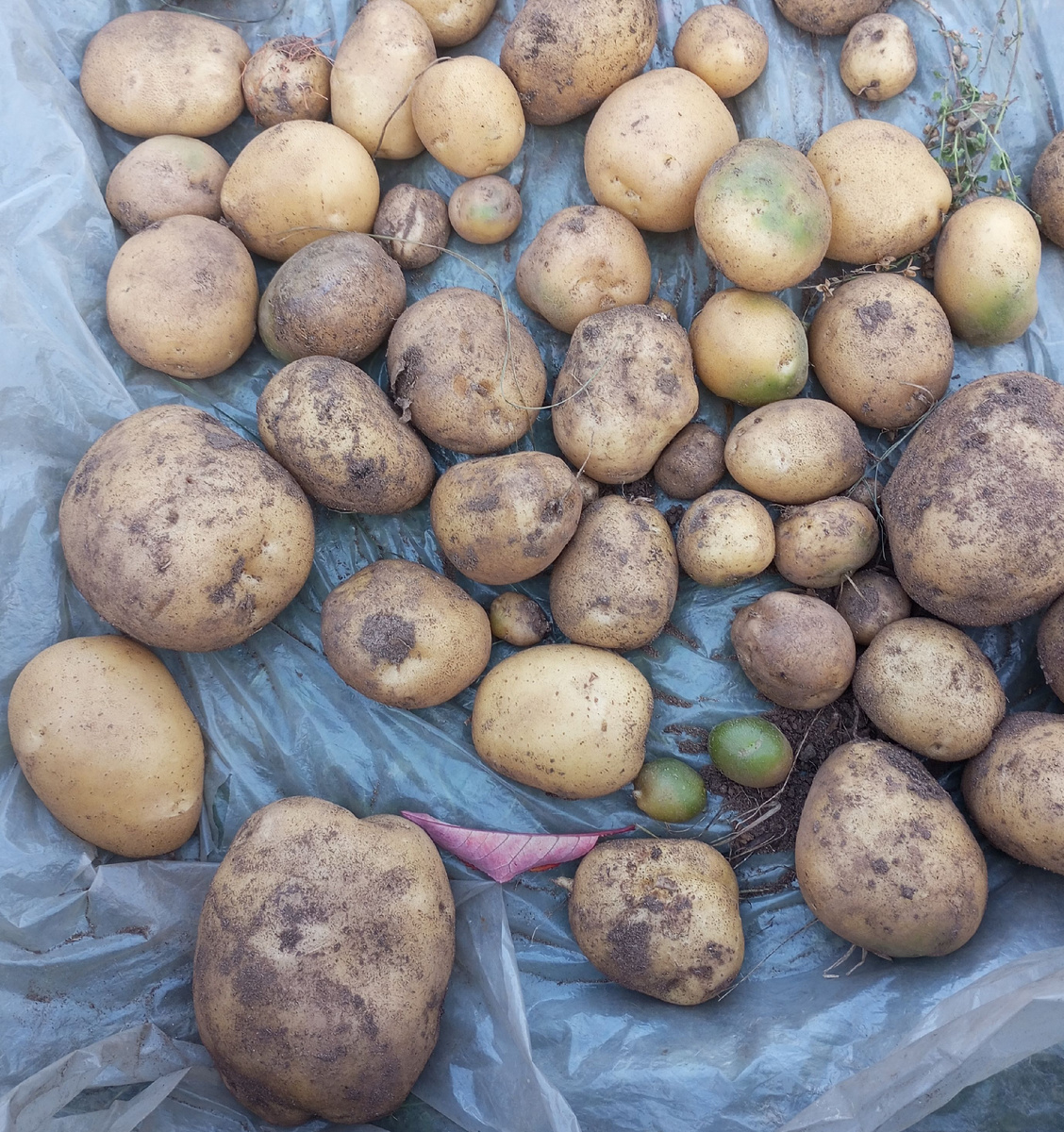 фото автора: клубни, выложенные на плёнку для просушки