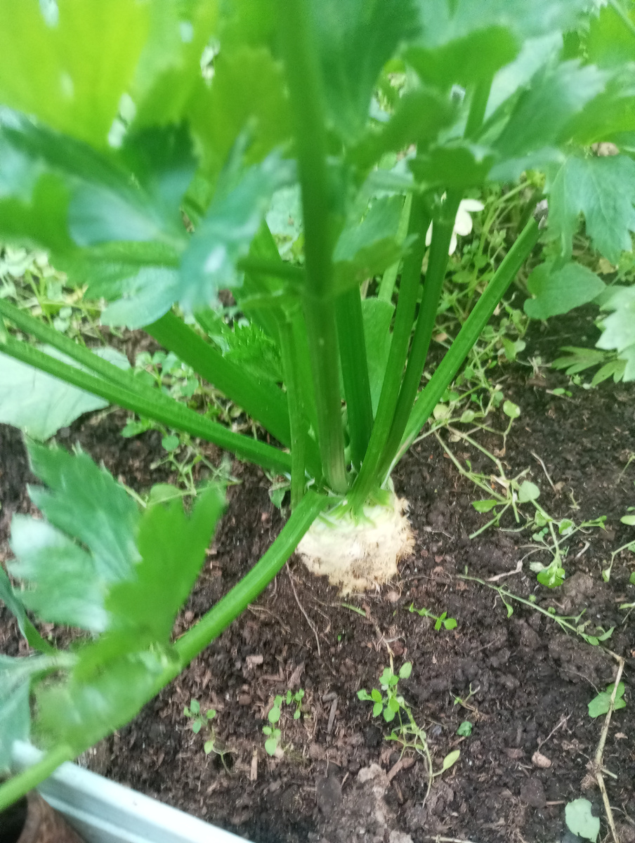 фото автора: корневой сельдерей