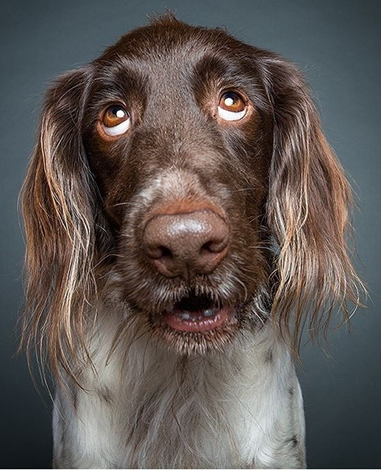 Почему волк достигает состояния сытости, а собака нет???