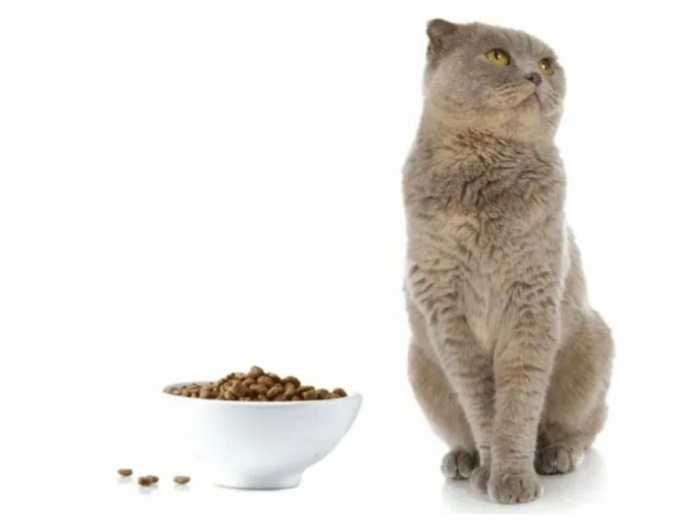 Как кошка намекает, что ей не подходит корм