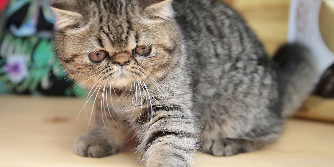 Найден простой и эффективный способ наладить контакт с кошкой