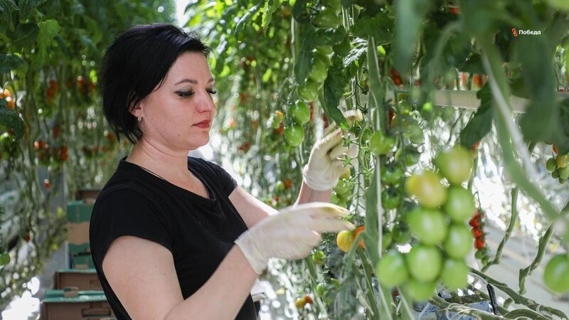    Тепличные помидоры Фото: Дмитрий Ахмадуллин / ИА «Победа26»
