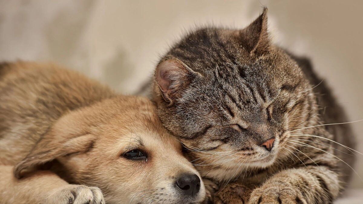    Фото: Anna Krivitskaya/Shutterstock/Fotodom