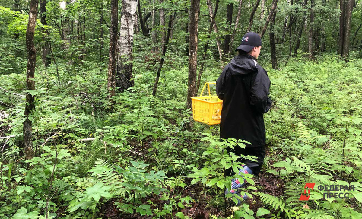 Спасатели рекомендуют грибникам обязательно предупреждать о походе близких, брать с собой заряженный мобильный телефон и одеваться в яркие цвета, чтобы было легче найти.  Фото: Фото: ФедералПресс / Анастасия Полетаева