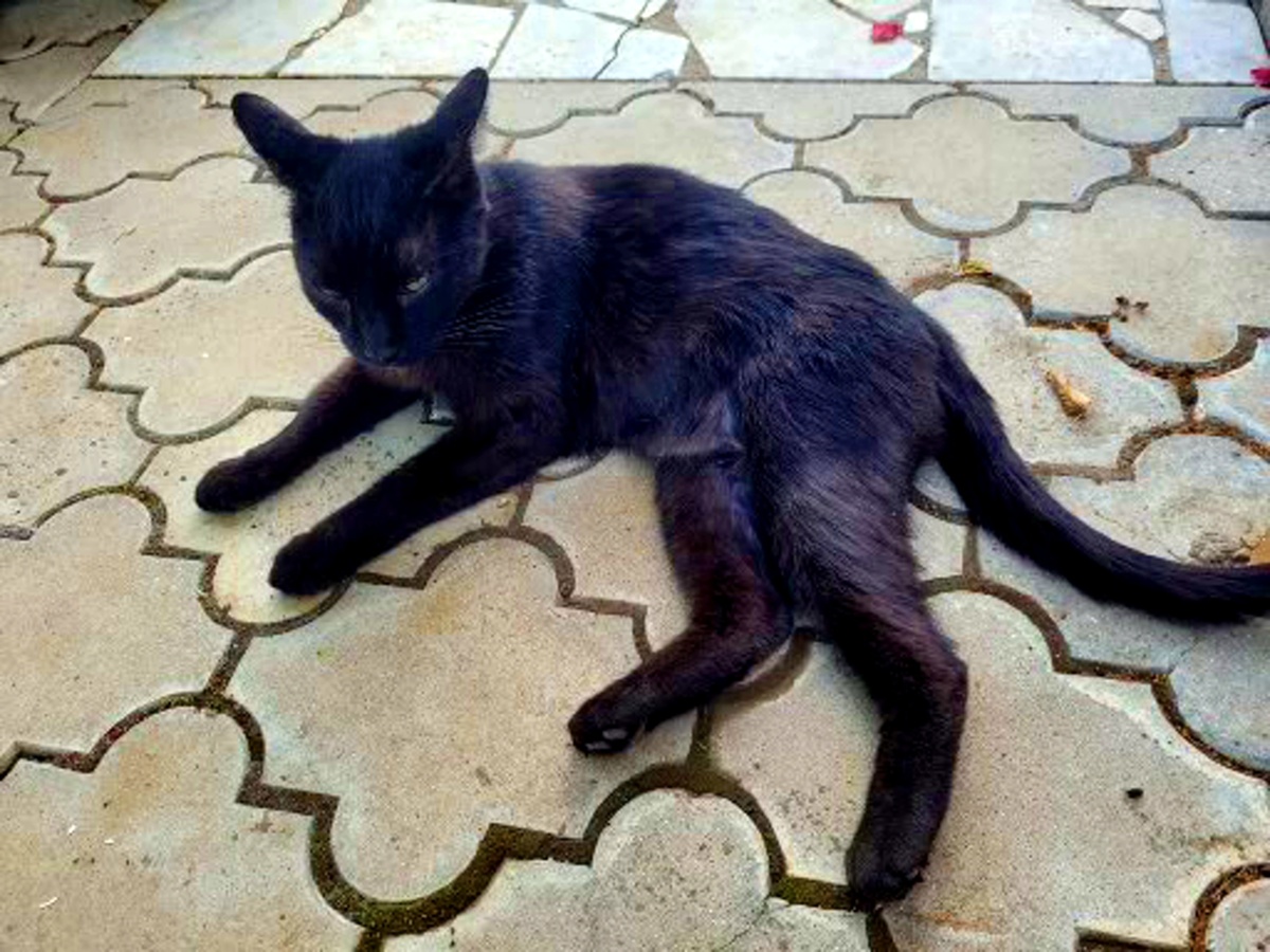 Фима, очень серьезный кот...
