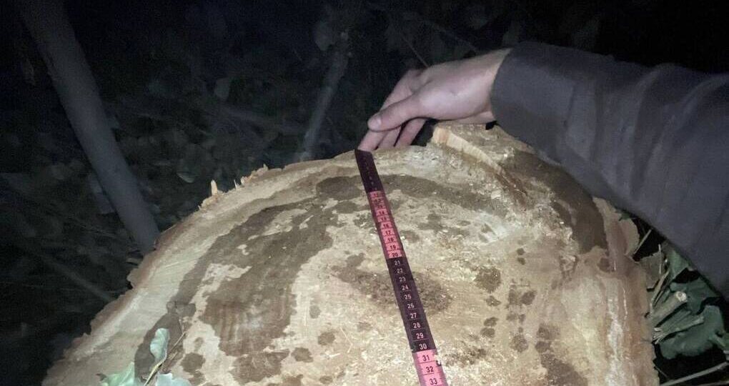 В Махачкале возле больницы скорой помощи незаконно вырубили 14 тополей