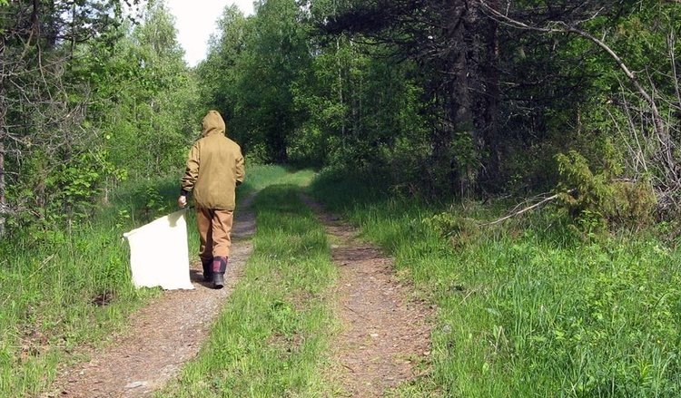 Любовь Беспятова ведет сбор клещей "на флаг". Всего ученые собрали тысячу особей. Фото: Карельский научный центр РАН.📷    Грибов убийц таежных иксодовых клещей нашли российские ученые
