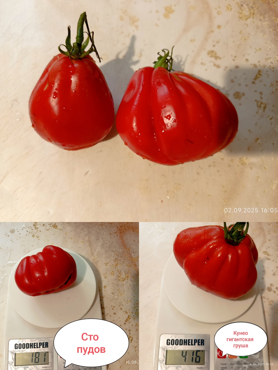 Слева помидор монахинь и монахов, справа мой Карл