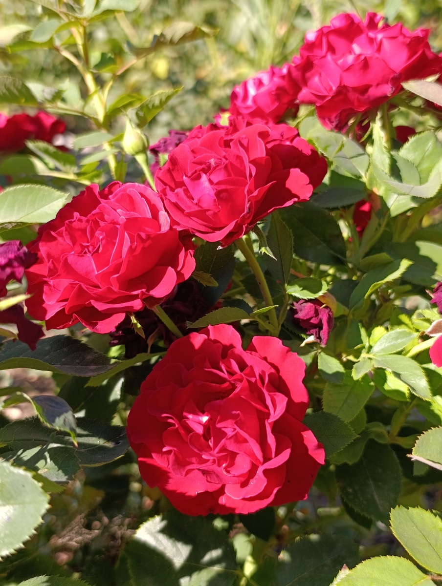 Розы любят фосфор и калий