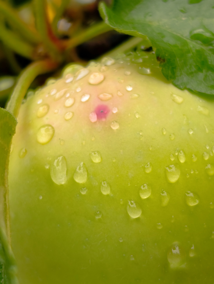 Чтобы быть с урожаем, нужно готовиться с осени.