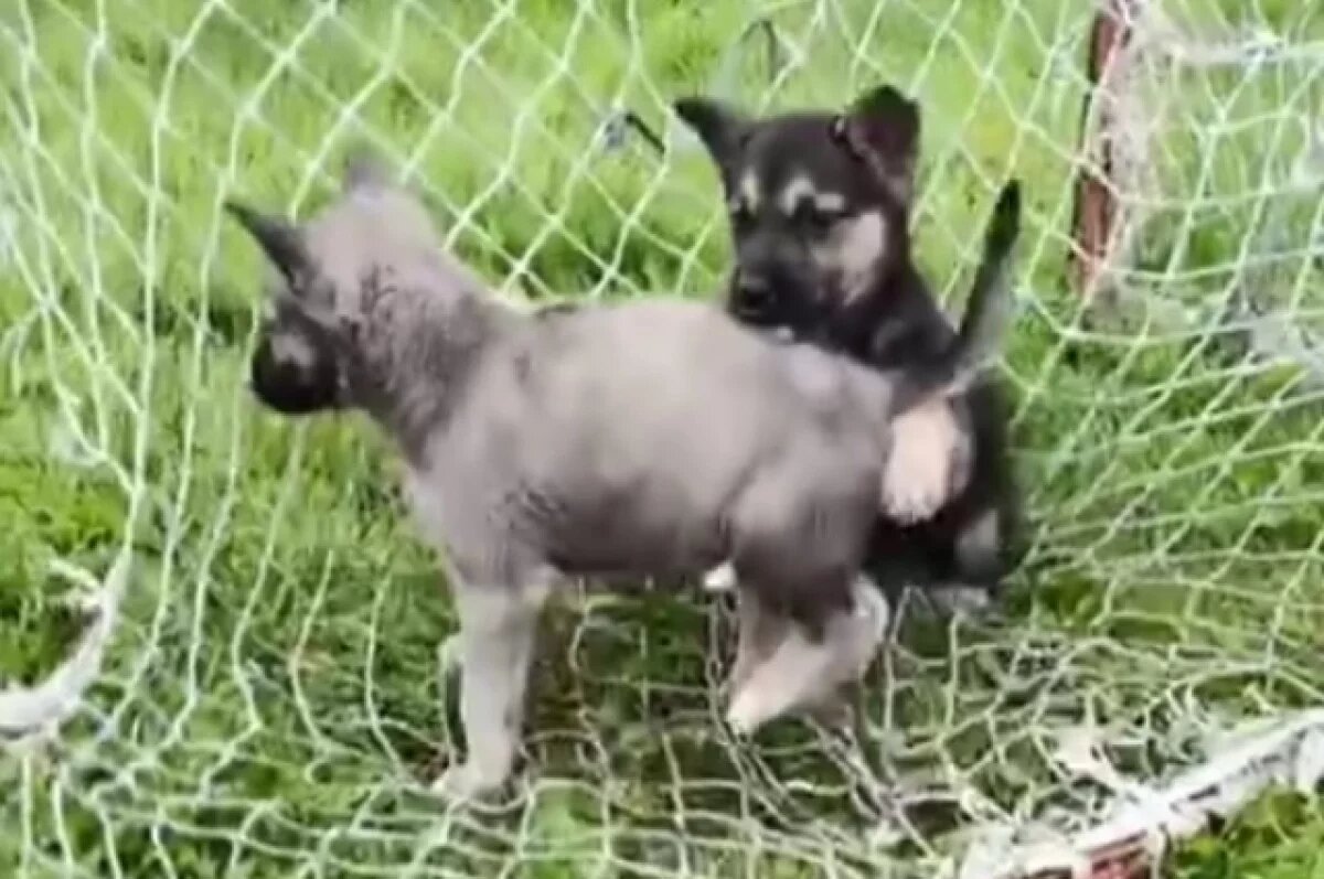    Пермская школьница спасла 4 щенков, брошенных умирать в мусорном баке