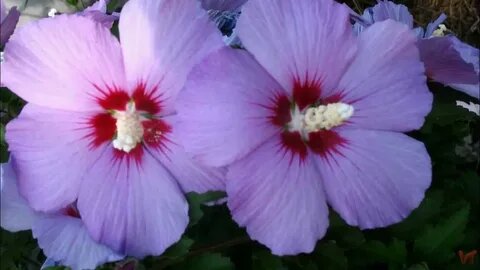 Цветок Пиноккио расцвел в Сочи