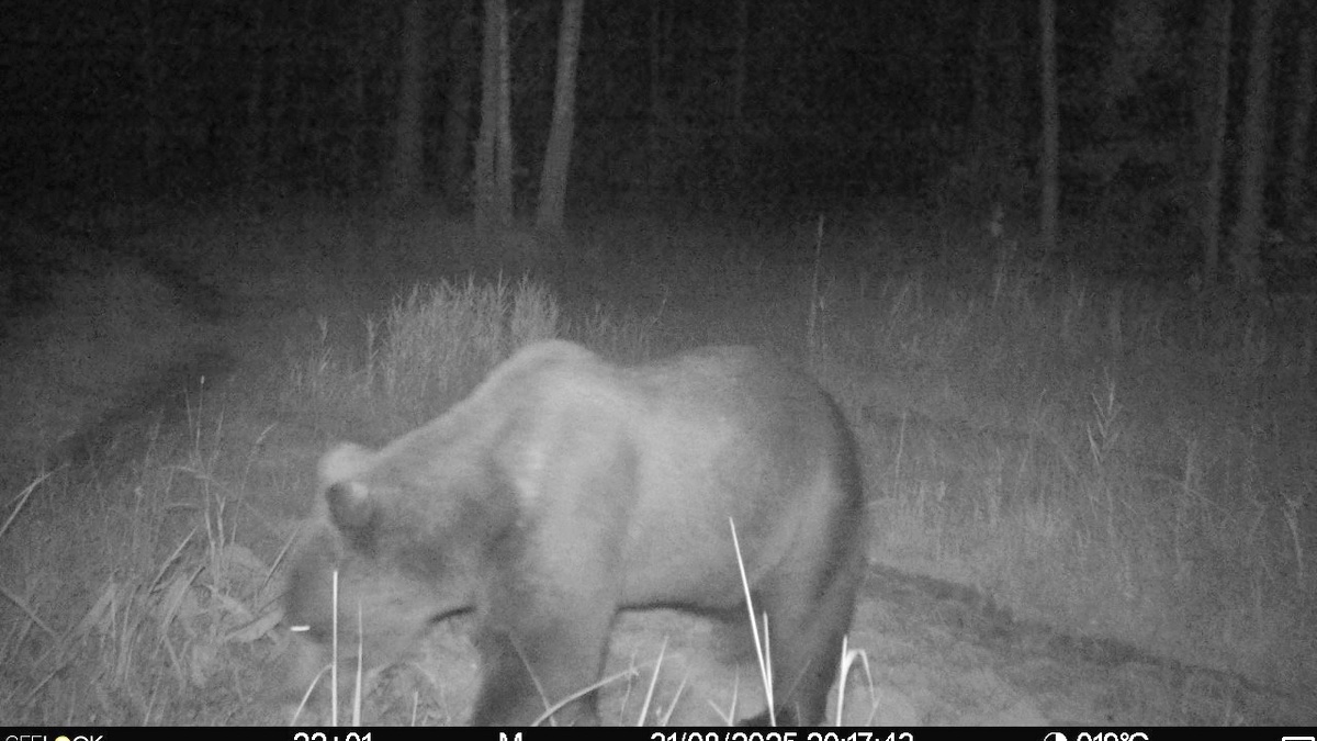 Фото: группа «Окский государственный природный заповедник» «ВКонтакте» 

