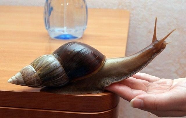 Модницам предлагают попробовать улиткотерапию в салонах красоты. Это явление можно назвать не более чем модным веянием.