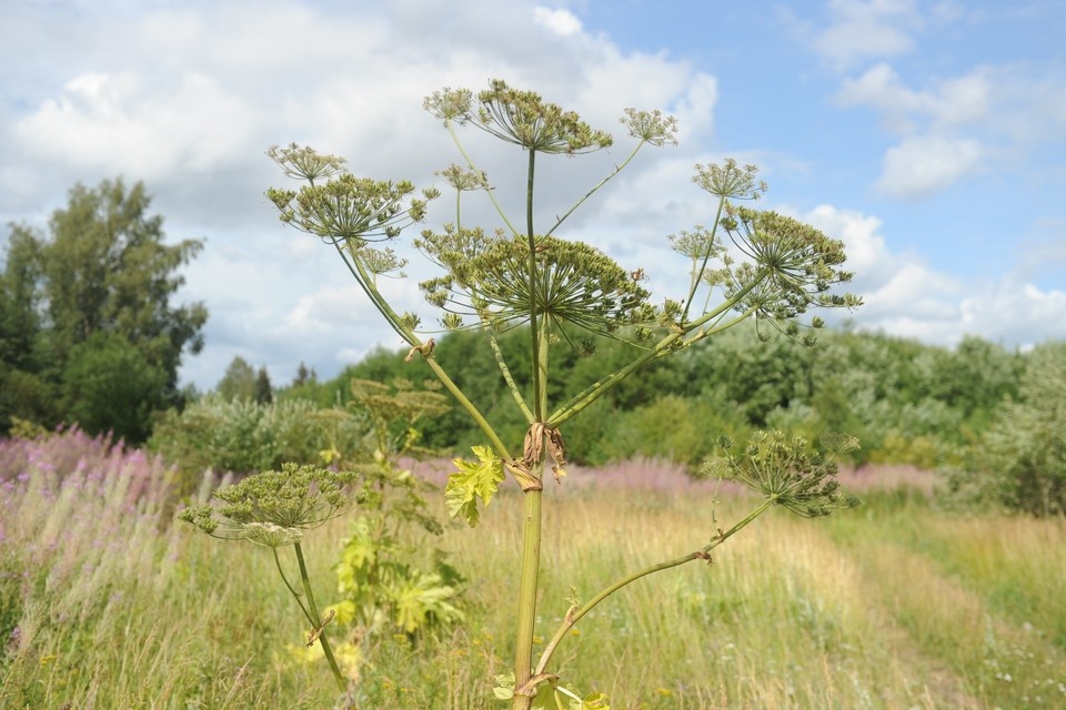    Разработка уже прошла успешные испытания в лесничествах Ленинградской области. Юлия ПЫХАЛОВА