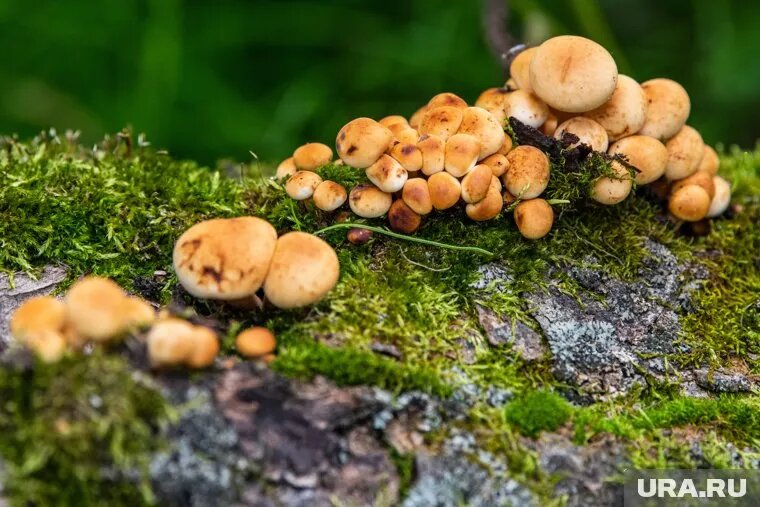Пермяки собирают осенние опята в черте города. Фото: Илья Московец © URA.RU