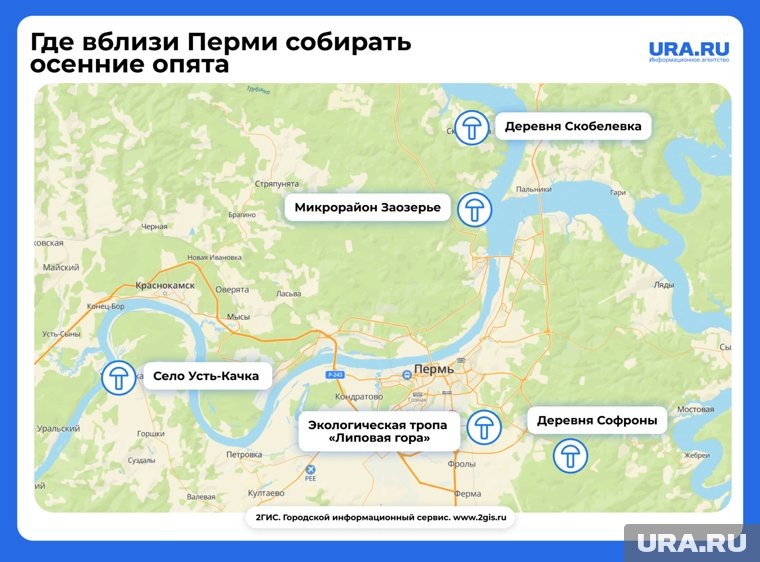 Самые популярные места, где растут осенние опята вблизи Перми. Фото: инфографика URA.RU