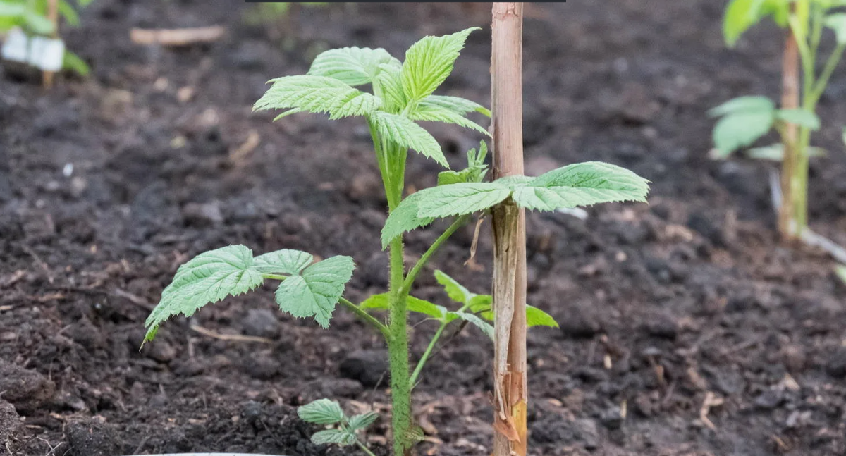 осенняя пересадка малины