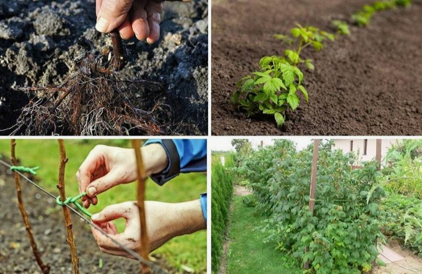 Как правильно пересадить малину: пошаговая инструкция