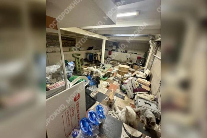 В Подмосковье обнаружили подпольный питомник с 60 котами для донорства. Фото © Telegram / Осторожно, Москва