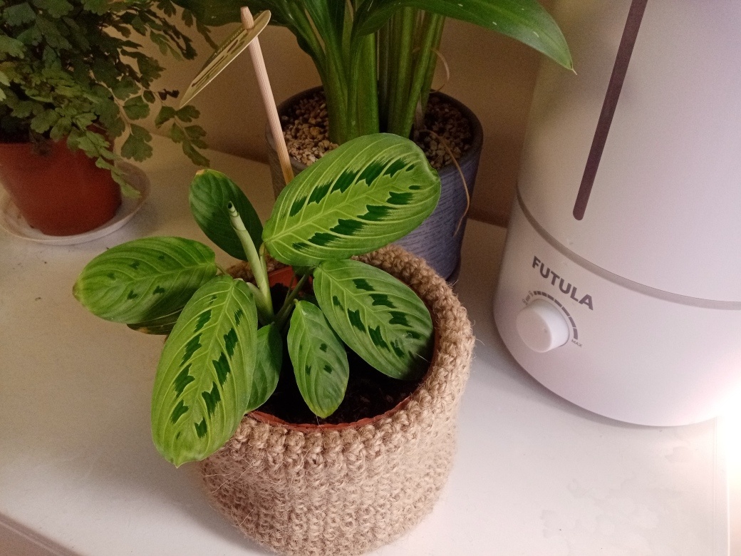 Моя маранта Lemon Lime. После замены грунта и добавления компоста растит крупные яркие листья. 