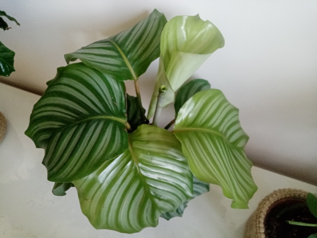 Ну а это, пожалуй, одно из самых любимых моих комнатных растений - калатея Орбифолия. Крутила этим летом "цигарки" без устали. Хорошанюшка моя.