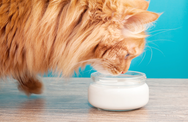 🐱 Какие молочные продукты подходят для кошки, а какие — табу?