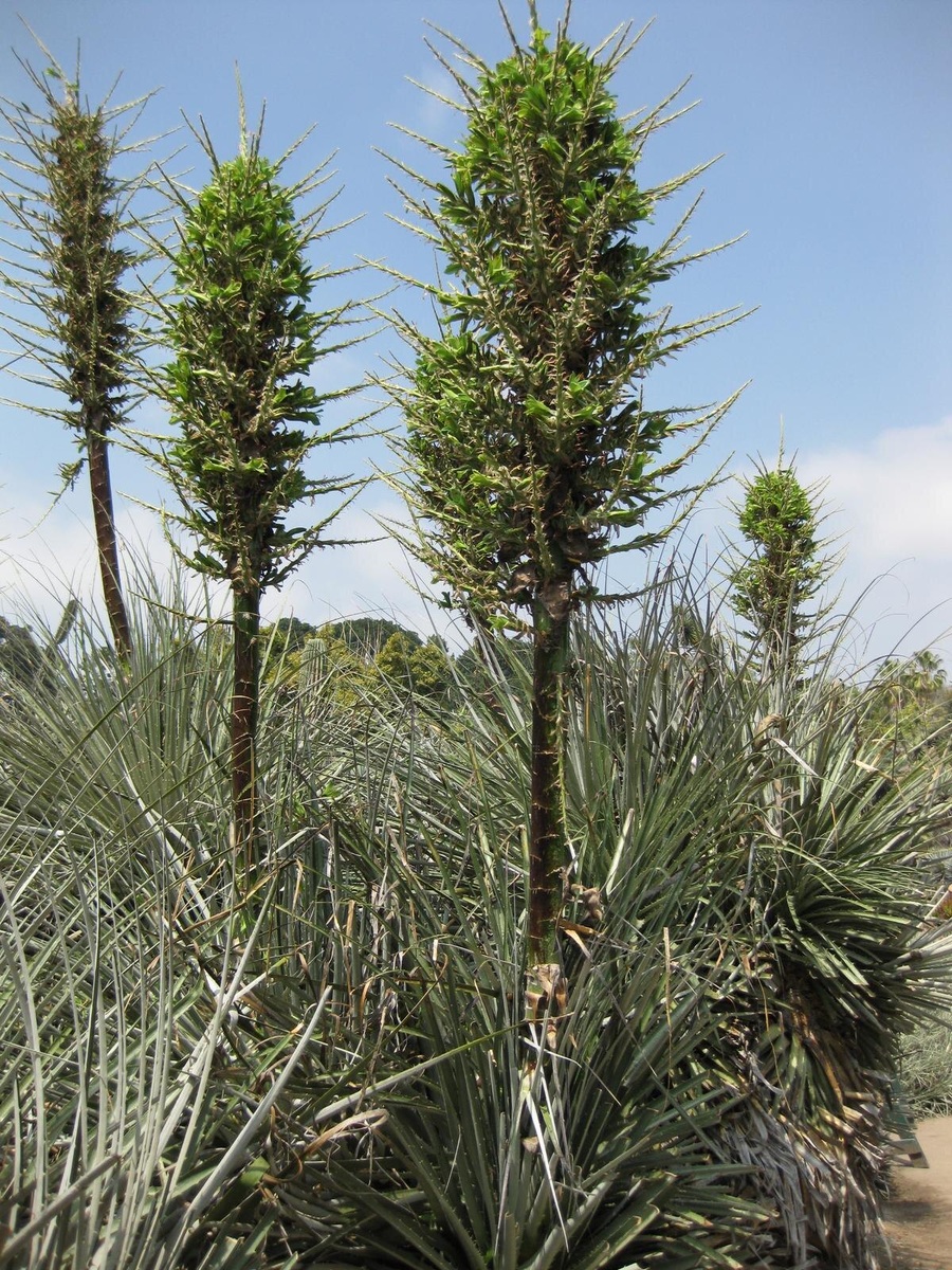 Заросли Puya berteroniana. Фото Raffi Kojian, источник gardenology.org