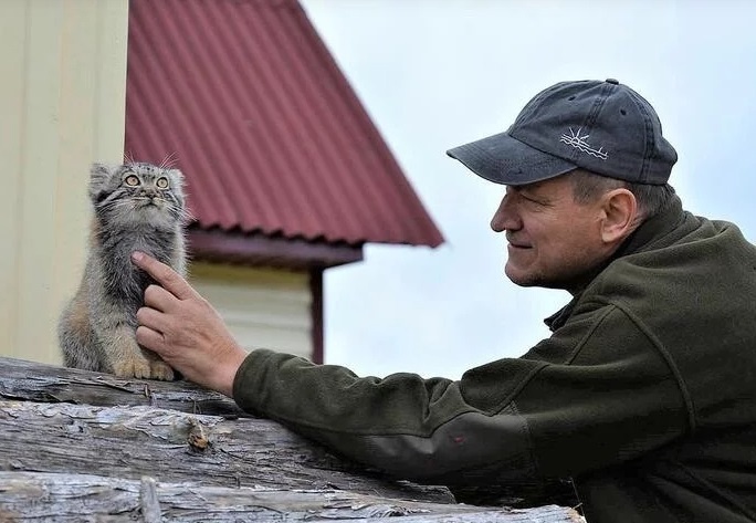 Манул Даша и её человеческий папа Вадим Кирилюк⁠⁠.