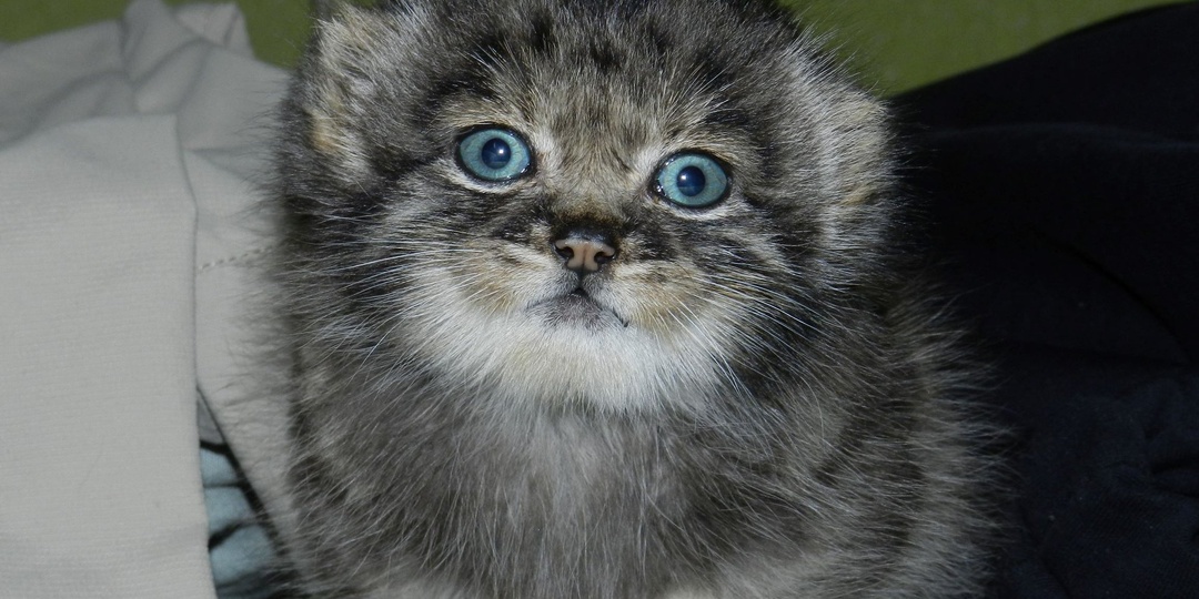 Сможет ли манул жить у вас в квартире. Реальная история.