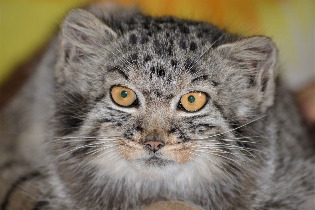 (с) Вадим Кирилюк. Манул. ⁠⁠