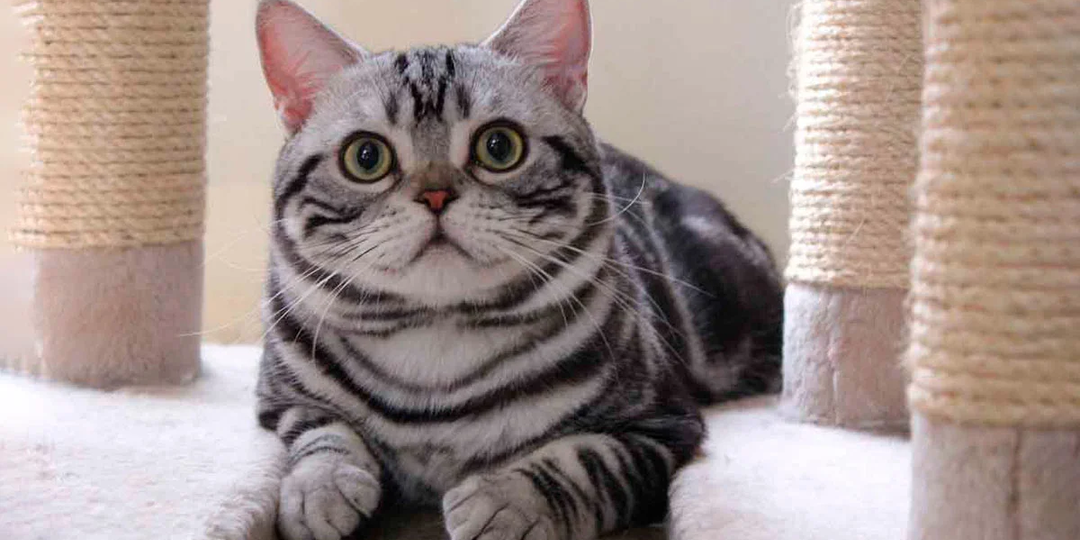 😻Экстравагантные американские короткошёрстные коты — красивейшие создания!
