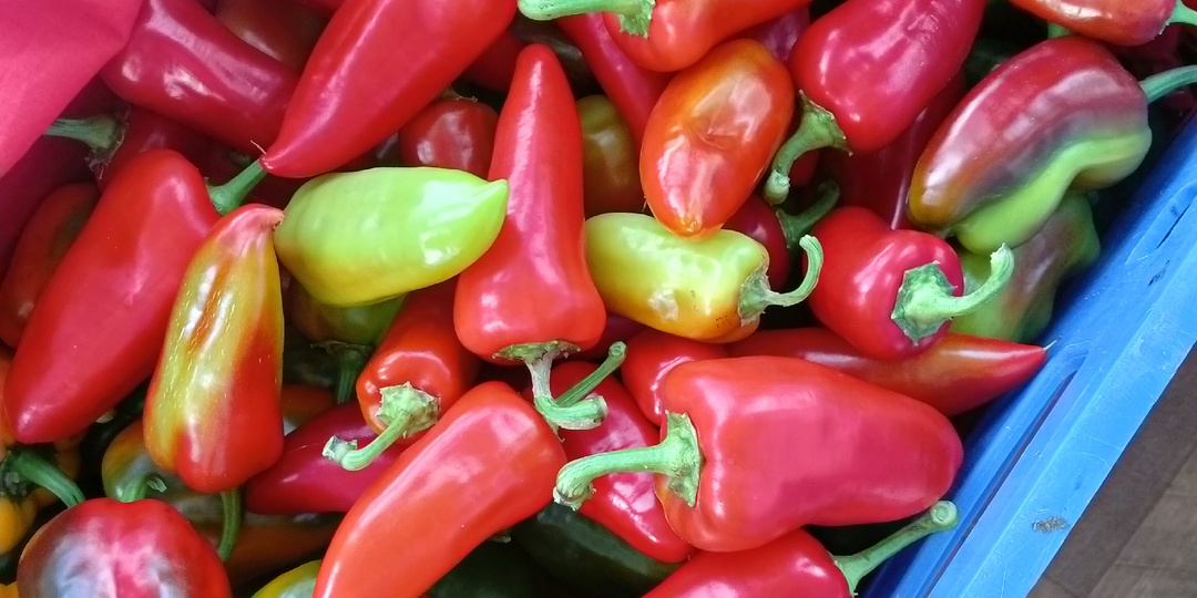 Чтобы снятые перцы дозрели уже дома.