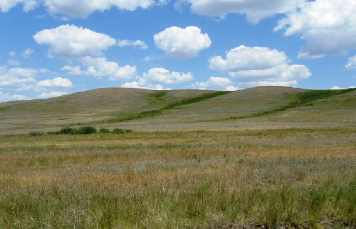 На Медведицкой гряде растёт лес, где нет ни одного прямого дерева. Почему?