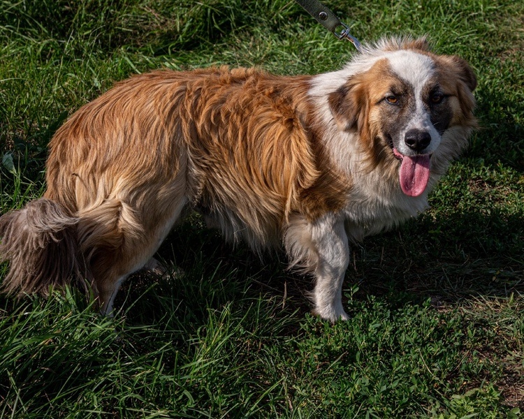     В Курской области ищут дом собаке из приграничья