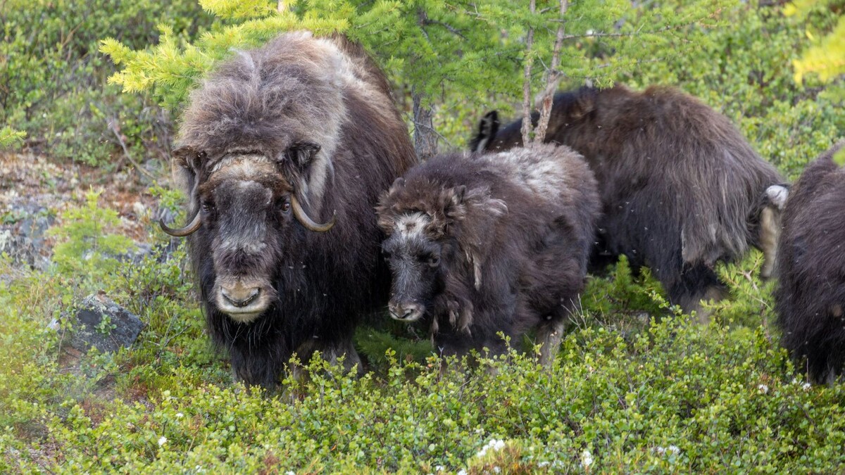    Фото: Федор Воронов / «Ямал-Медиа»