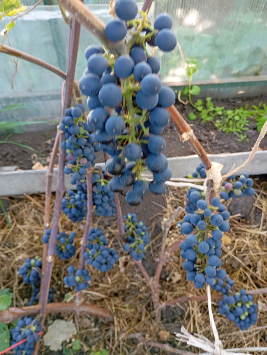 Виноград Леон Мийо фото автора.