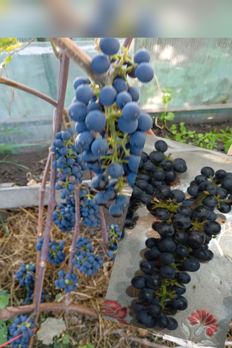 Виноград Леон Мийо фото автора.