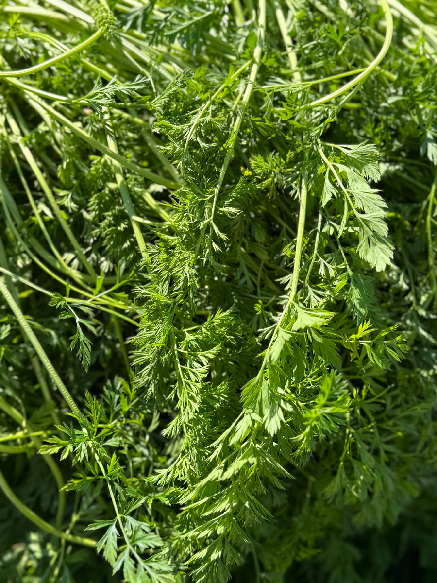 Ботва моркови