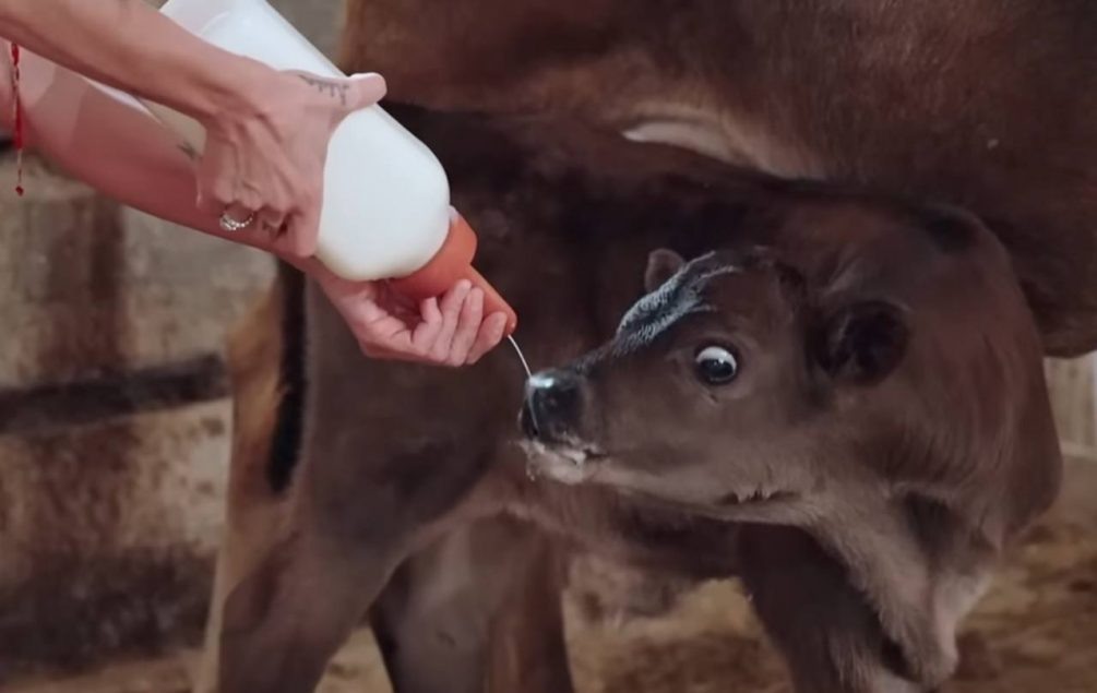     Анастасия пытается покормить теленка. Кадр из видео на YouTube
