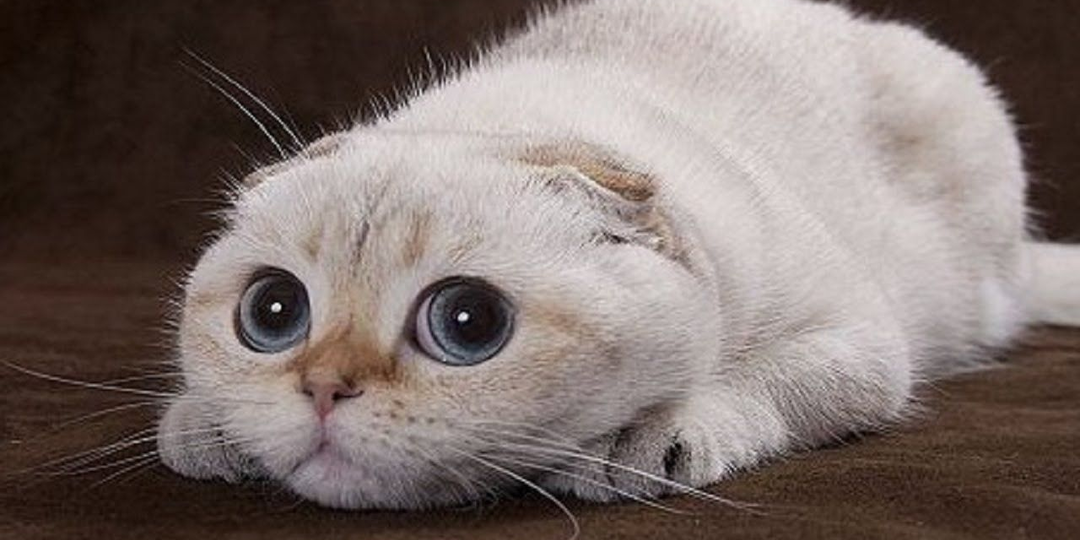 😻 Тест: проверьте, любит ли вас ваша кошка