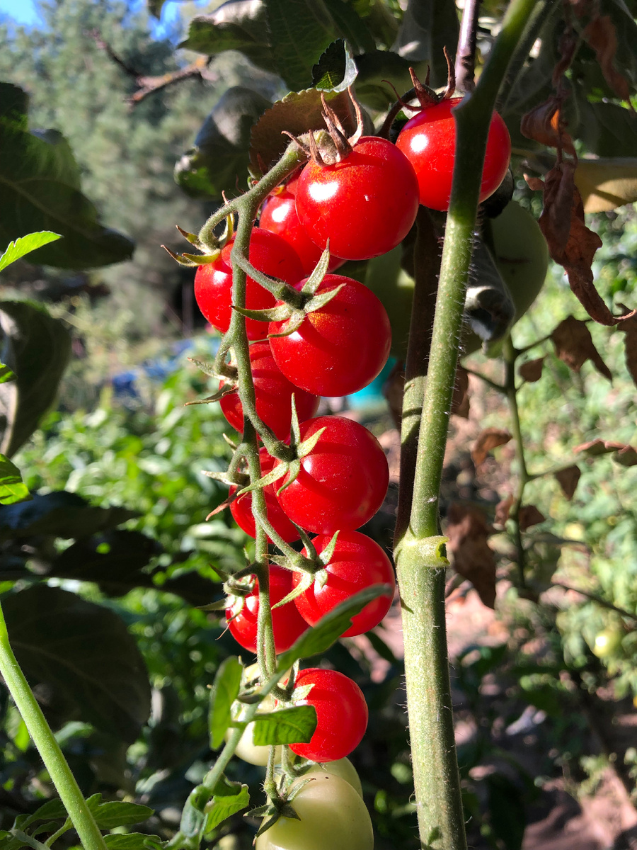 Такие красивые помидорчики растут